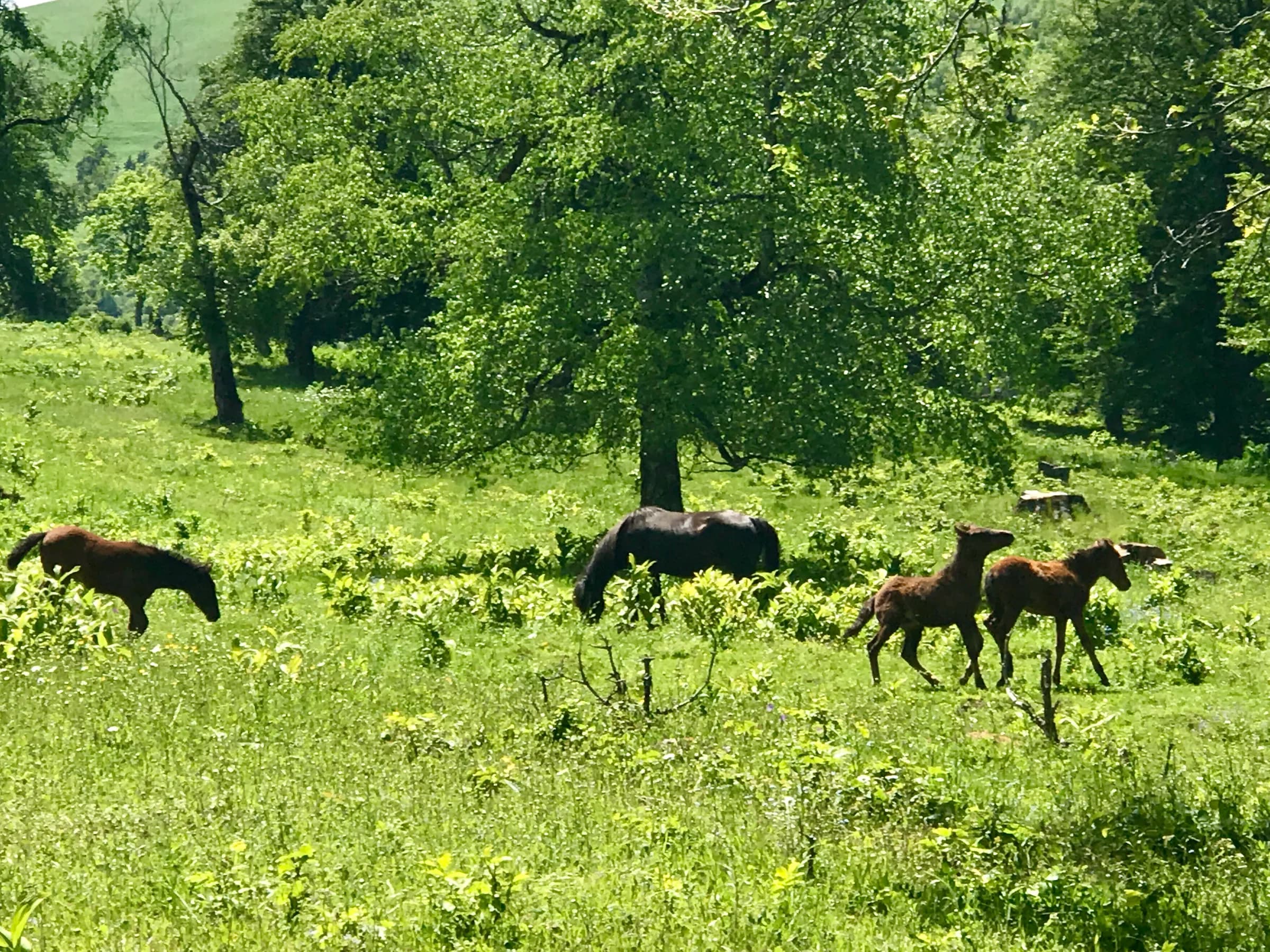 Green summer landscape with grazing horses and mountain surroundings