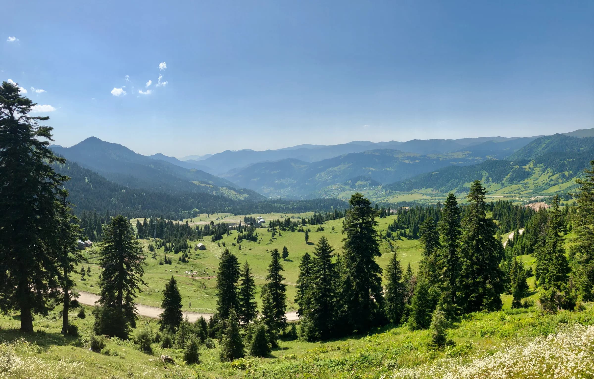 Green summer landscape in Bakuriani